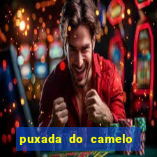 puxada do camelo no jogo do bicho